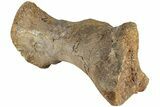 Triceratops Metatarsal with Metal Base - Wyoming #228175-6